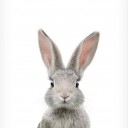 rabbit.jpg