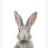 rabbit.jpg